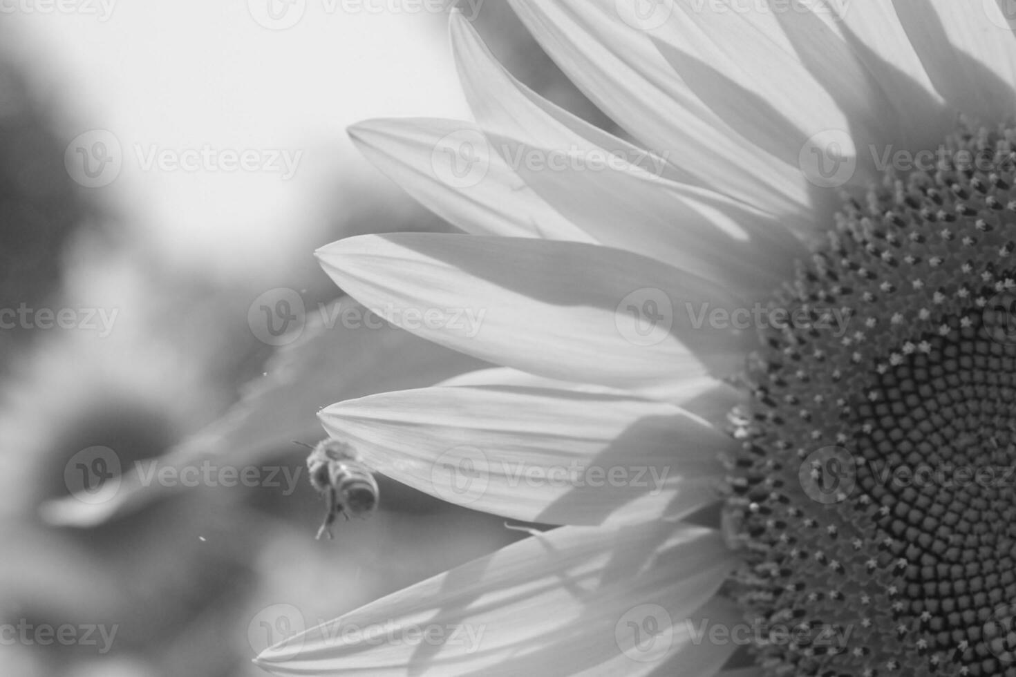 abelha selvagem em flor com néctar de girassol no campo foto