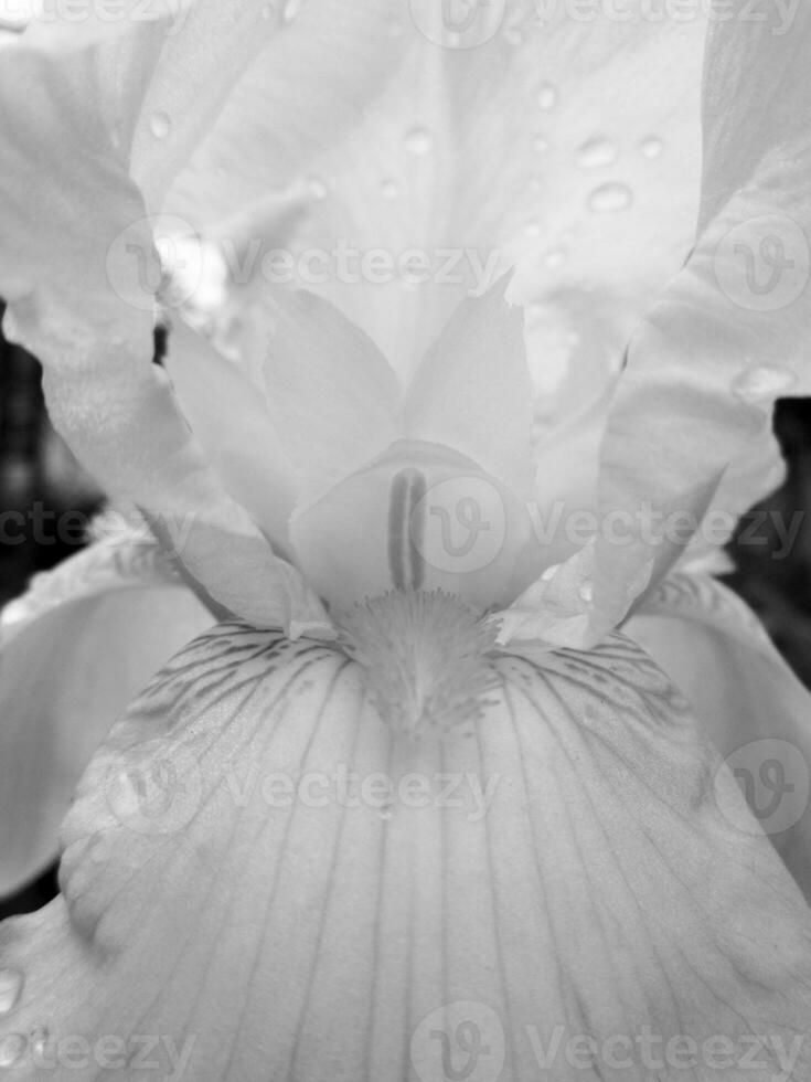 flor de beleza selvagem com néctar florescendo foto