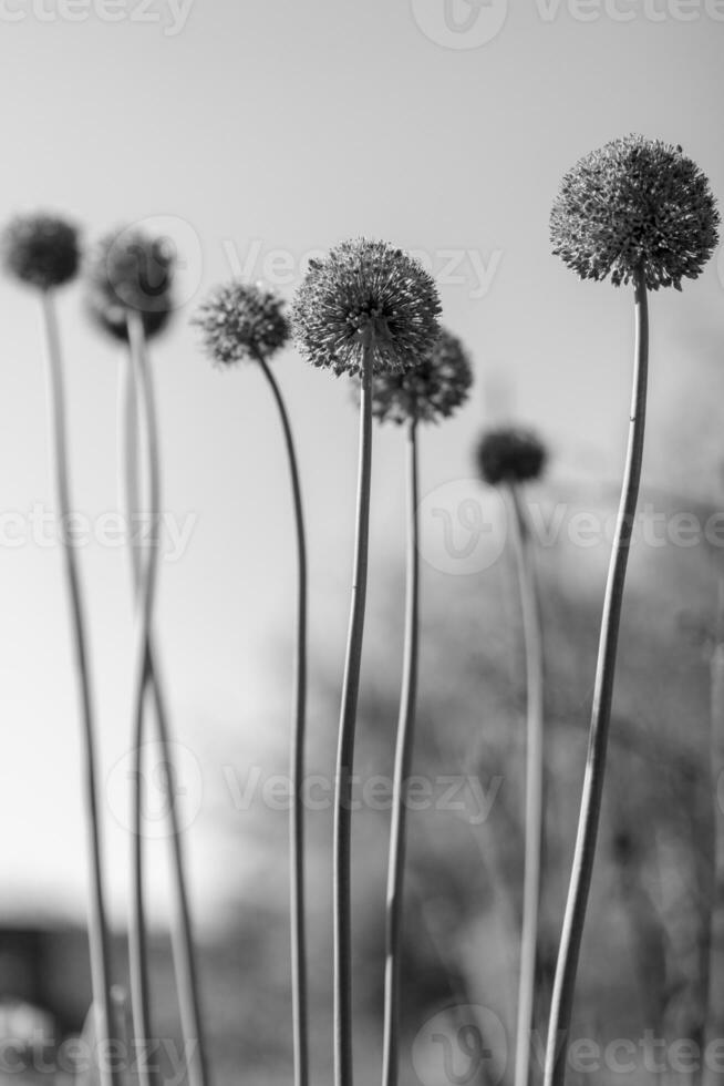 flor de beleza nativa selvagem allium echinops cardo com néctar florescendo em campo foto