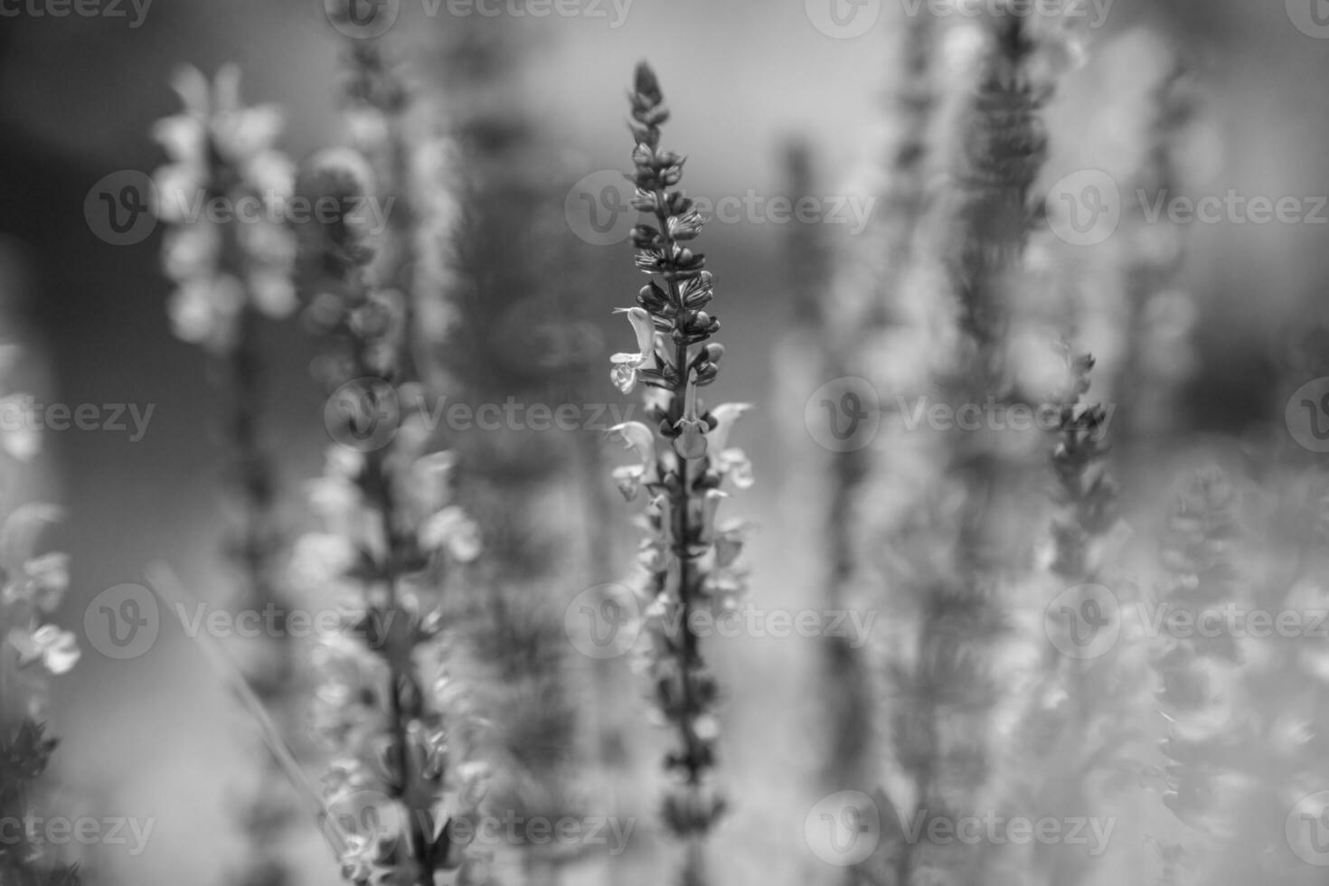 flor de beleza selvagem com néctar florescendo no campo foto