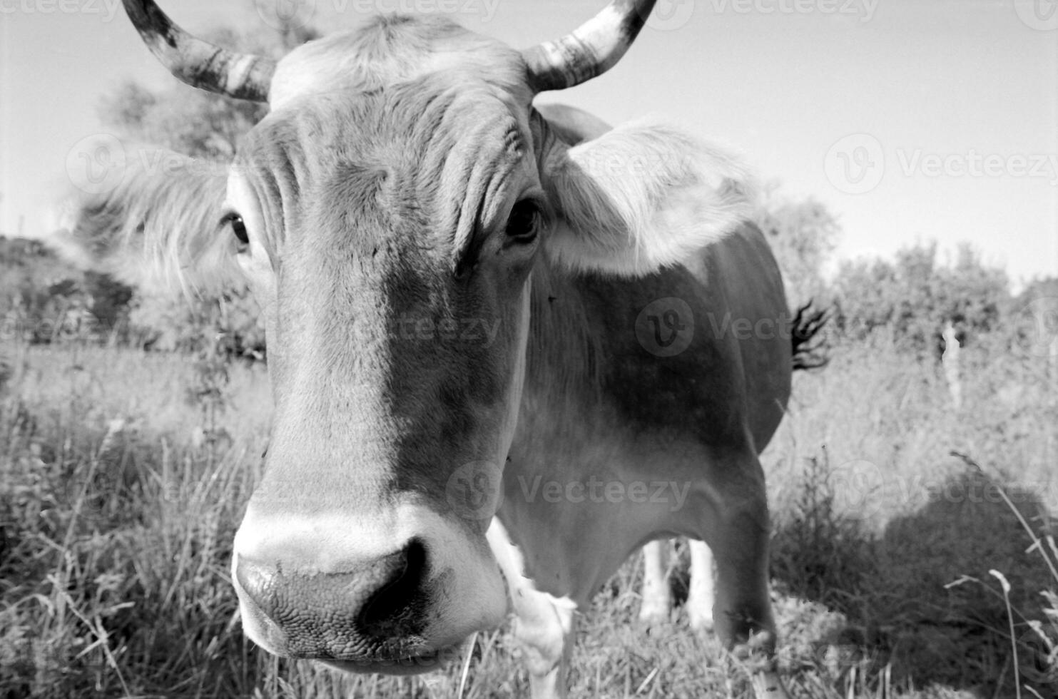 vaca solteira engraçada pastando no prado verde de verão foto