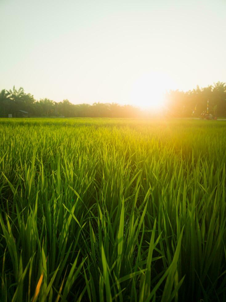 arroz plantas dentro a arroz Campos com uma lindo pôr do sol dentro a tarde foto