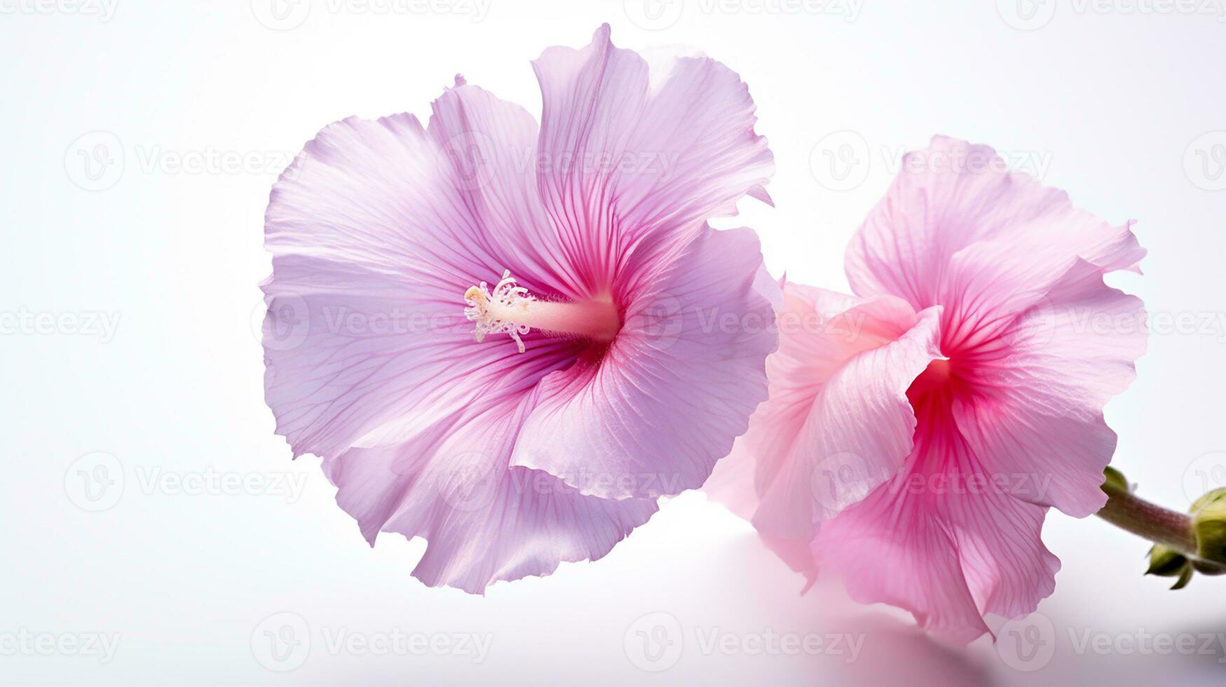 foto do lindo malva-rosa flor isolado em branco fundo. generativo ai