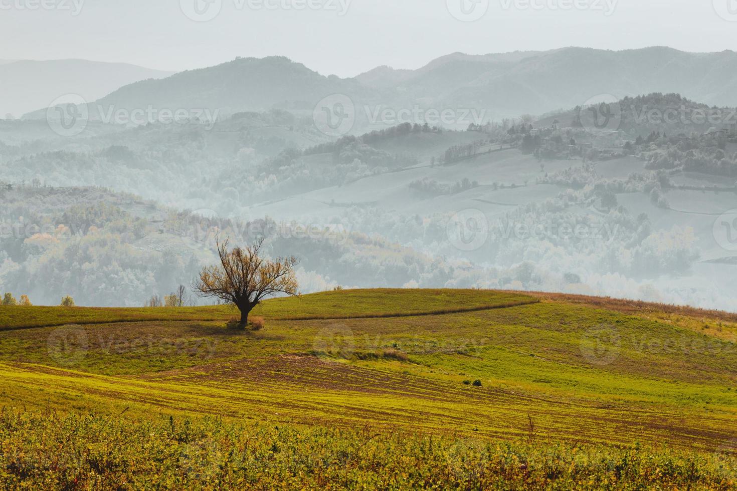 árvore com panorama de outono foto