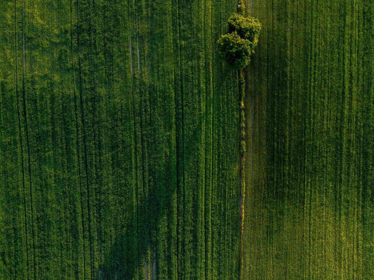 árvore solitária nos campos verdes foto