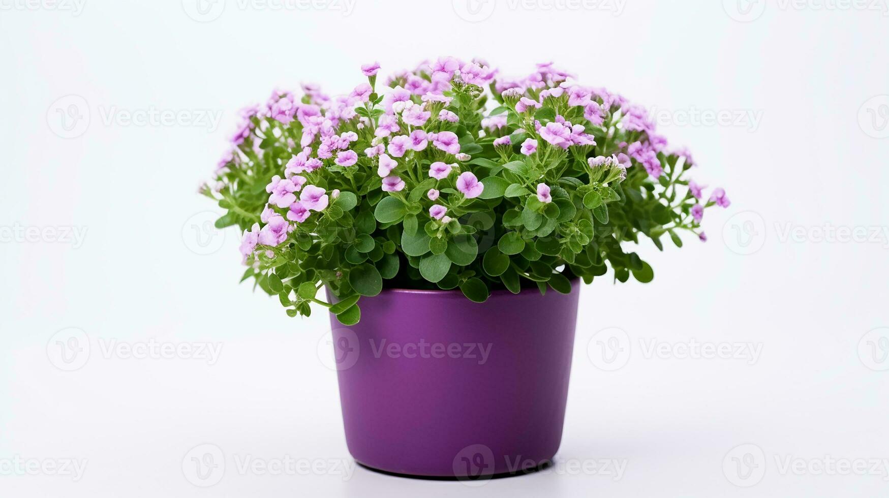 foto do doce alyssum flor dentro Panela isolado em branco fundo. generativo ai