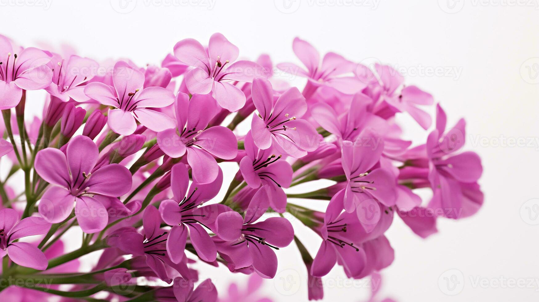 foto do lindo valeriana flor isolado em branco fundo. generativo ai