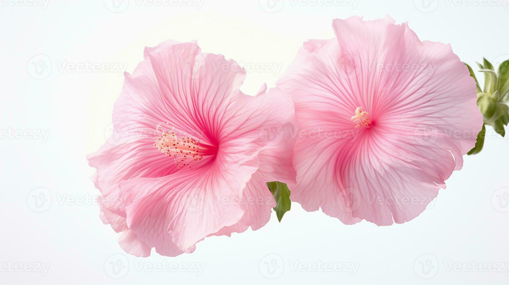 foto do lindo malva-rosa flor isolado em branco fundo. generativo ai