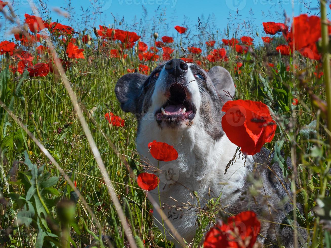 bonito cão de lã de corgi galês cinzento no campo de papoilas frescas. foto