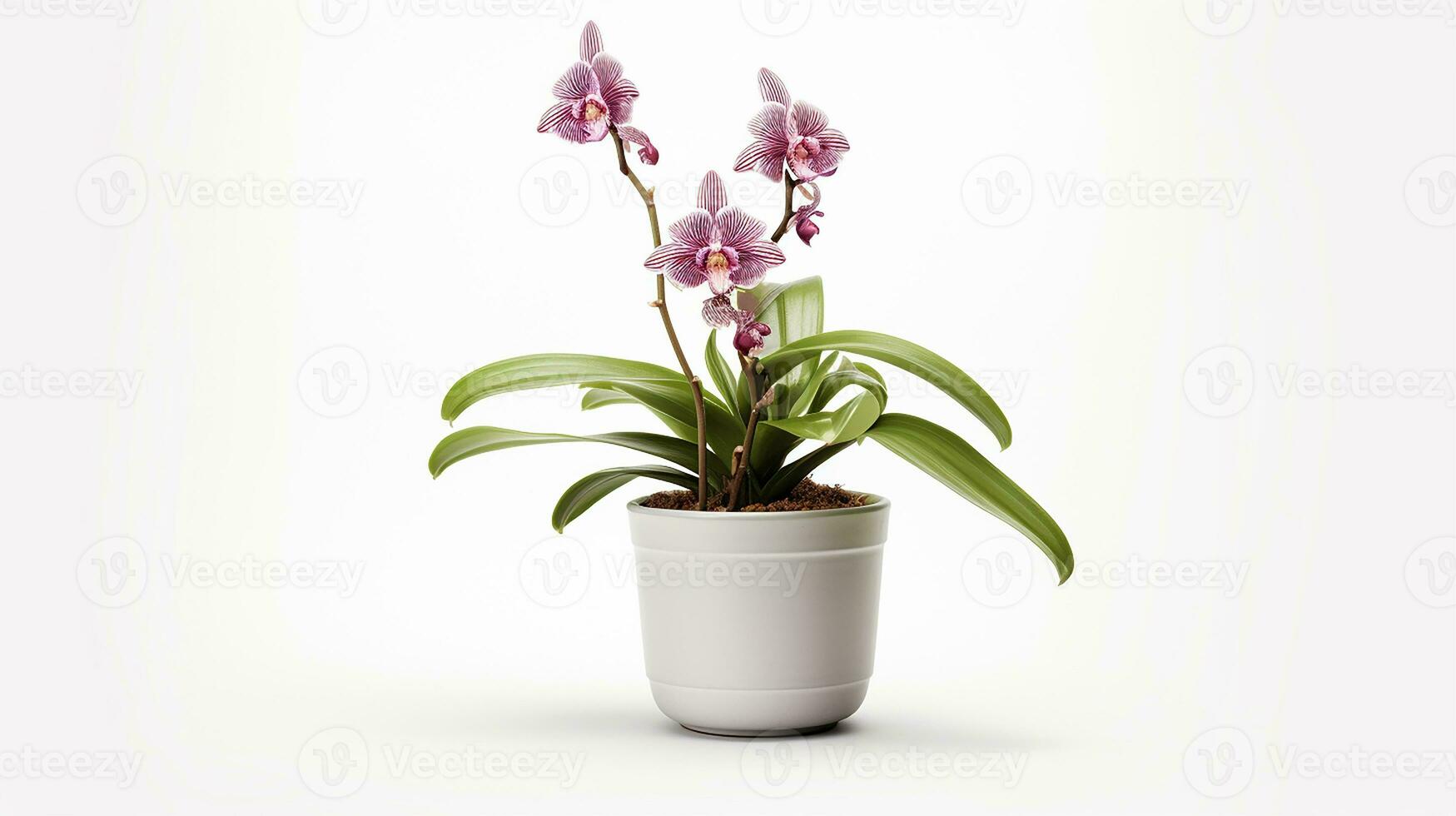 foto do macaco orquídea flor dentro Panela isolado em branco fundo. generativo ai