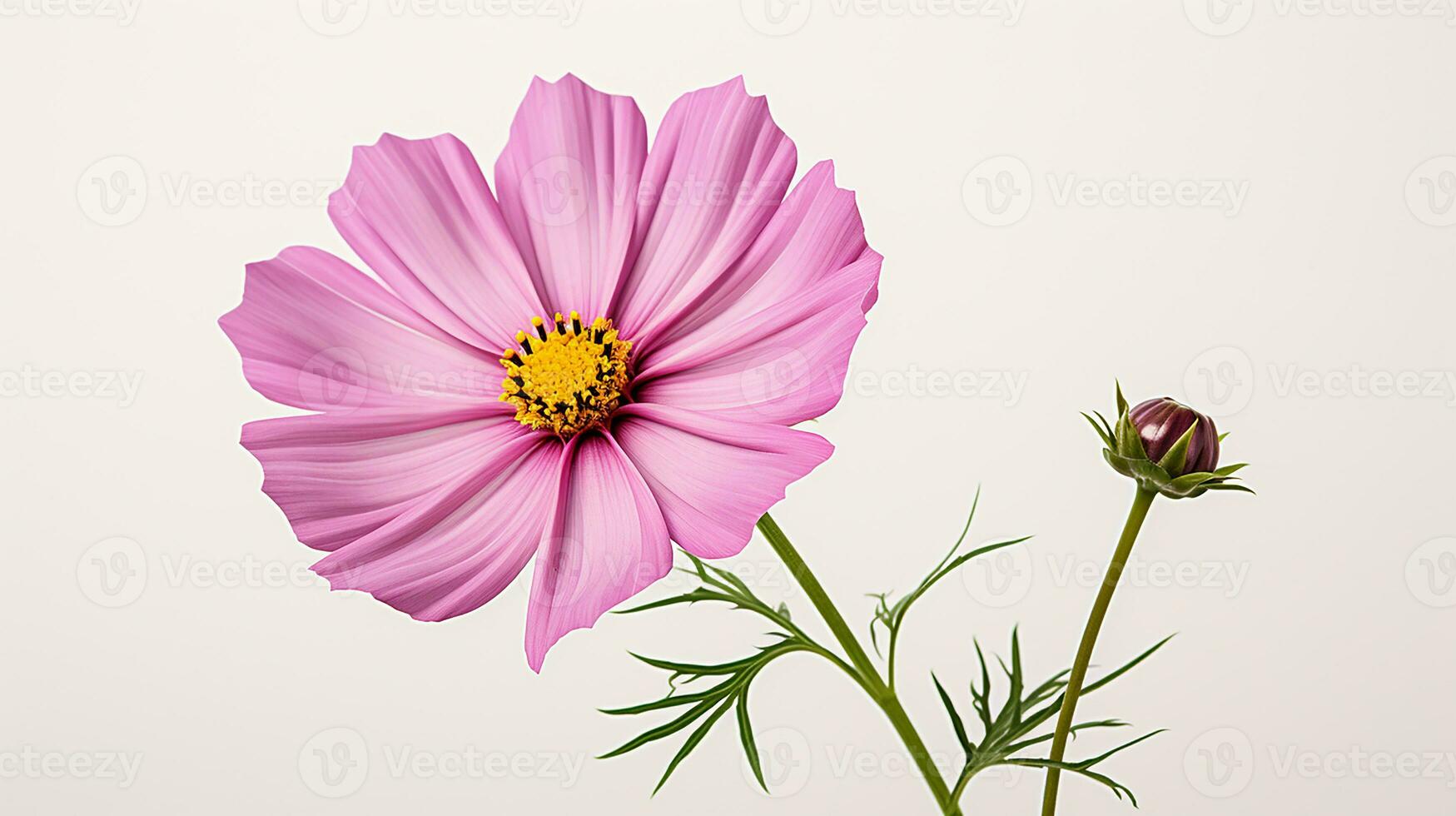 foto do lindo cosmos flor isolado em branco fundo. generativo ai