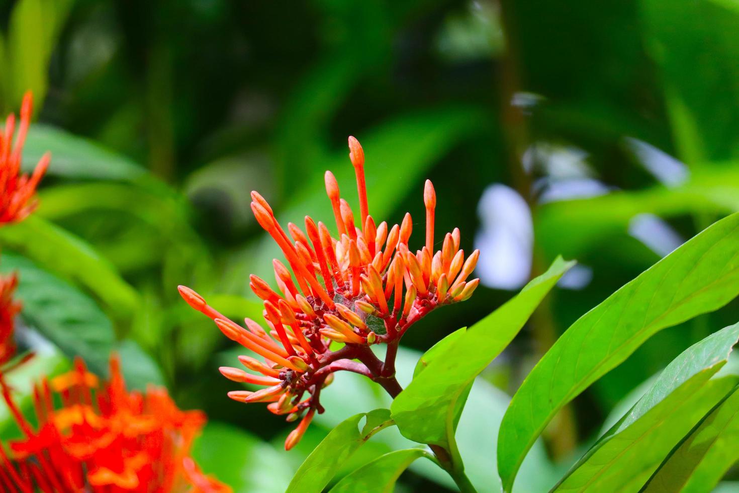 flor ixora vermelha e amarela foto