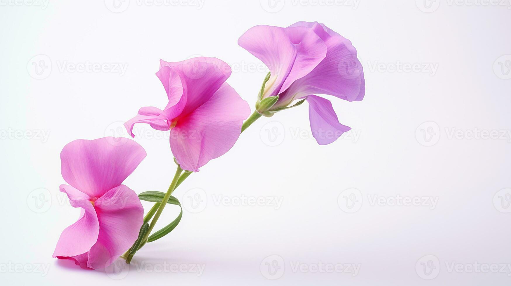 foto do lindo doce ervilha flor isolado em branco fundo. generativo ai