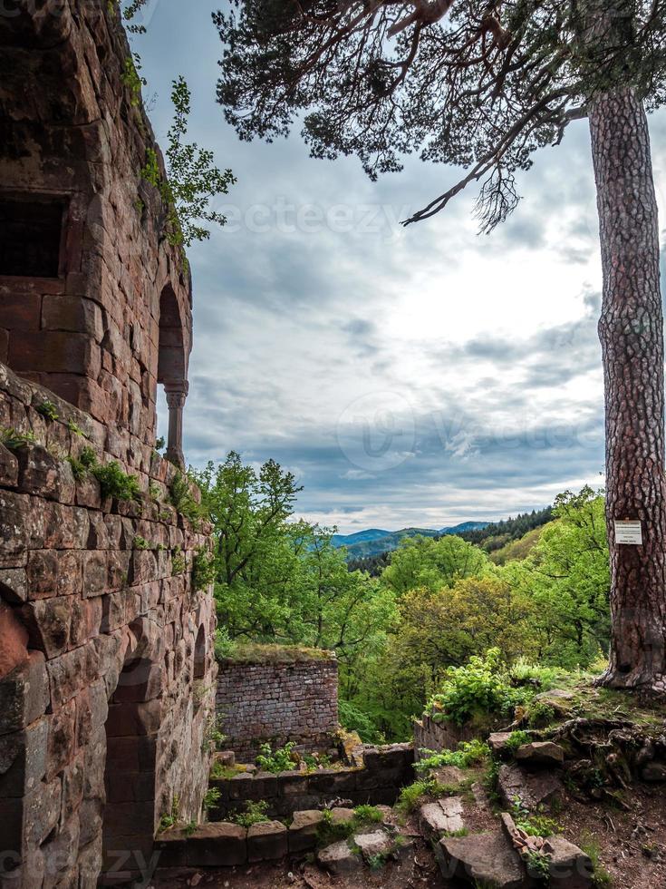 Landsberg de castelo medieval em vosges, alsácia. antigas ruínas nas montanhas. foto