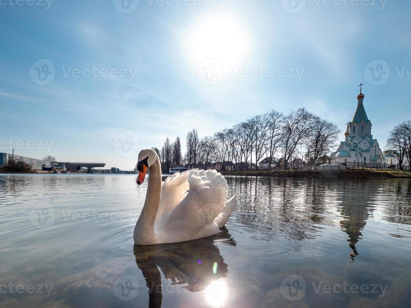 um elegante cisne branco na água do rio foto