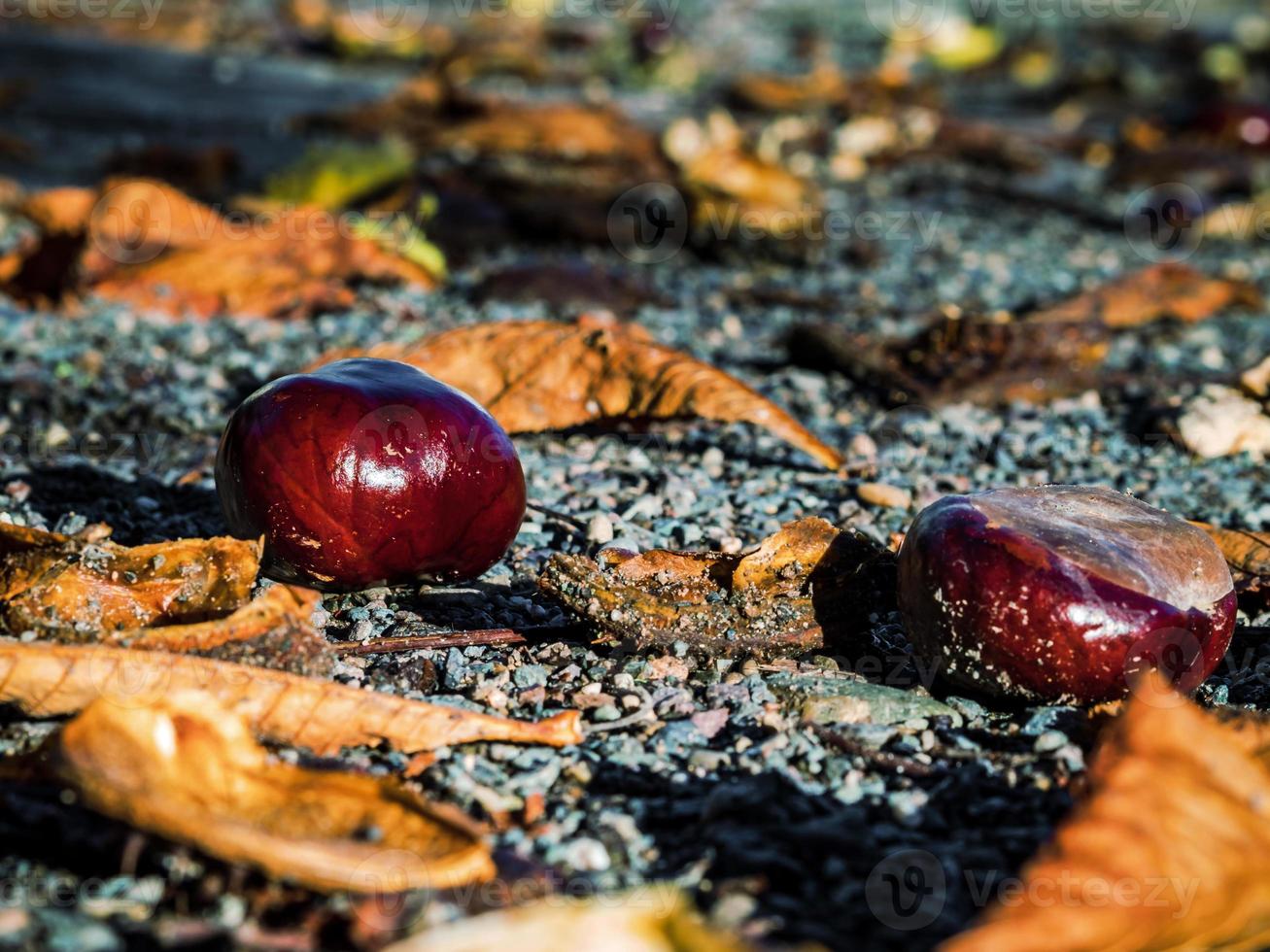 castanhas maduras que caíram no chão e se abriram. foto