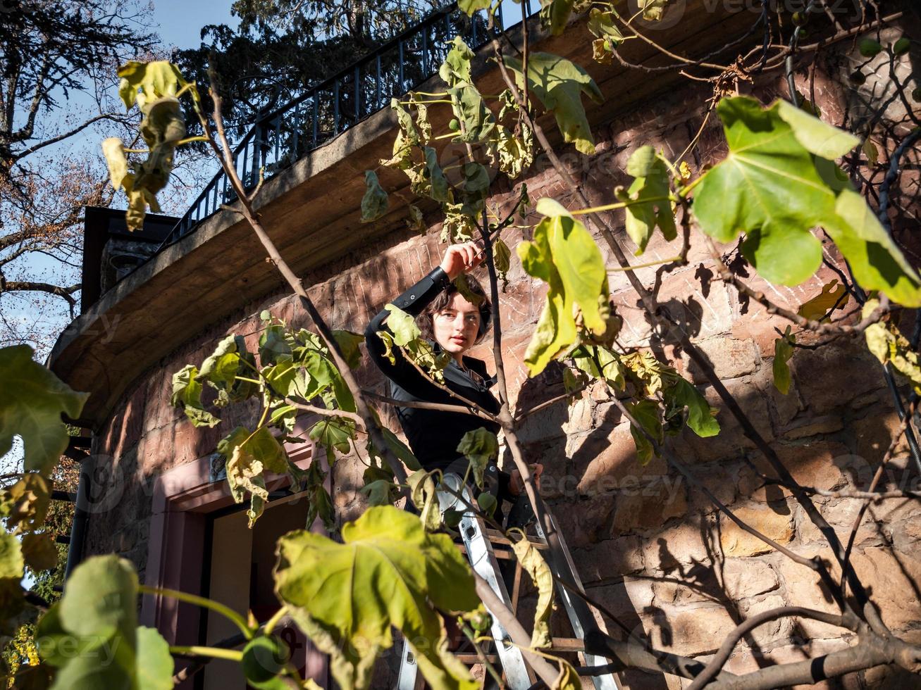 uma jovem na escada colhe figos da árvore. foto