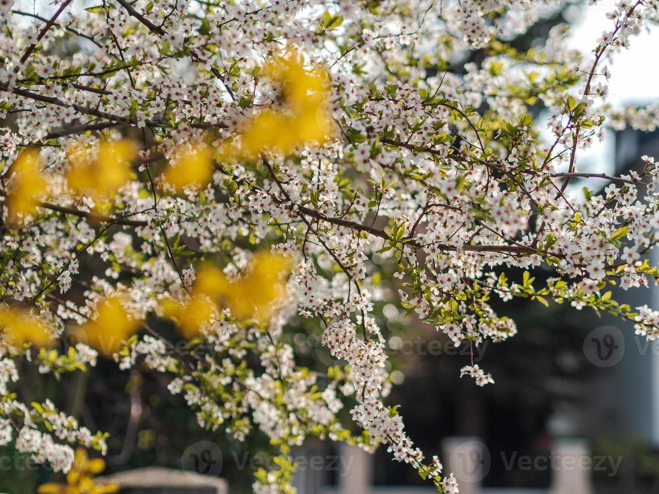 primavera em Estrasburgo, França foto