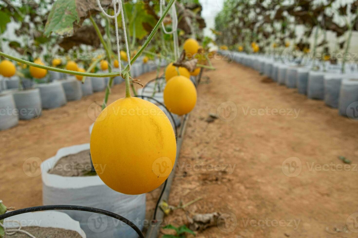 melão crescendo em estufas foto