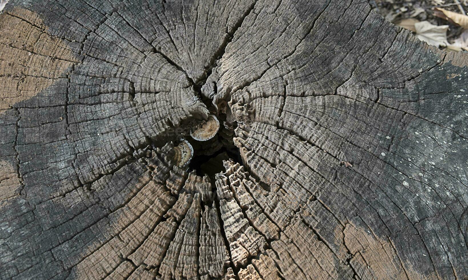 textura de fundo de madeira velha da natureza foto