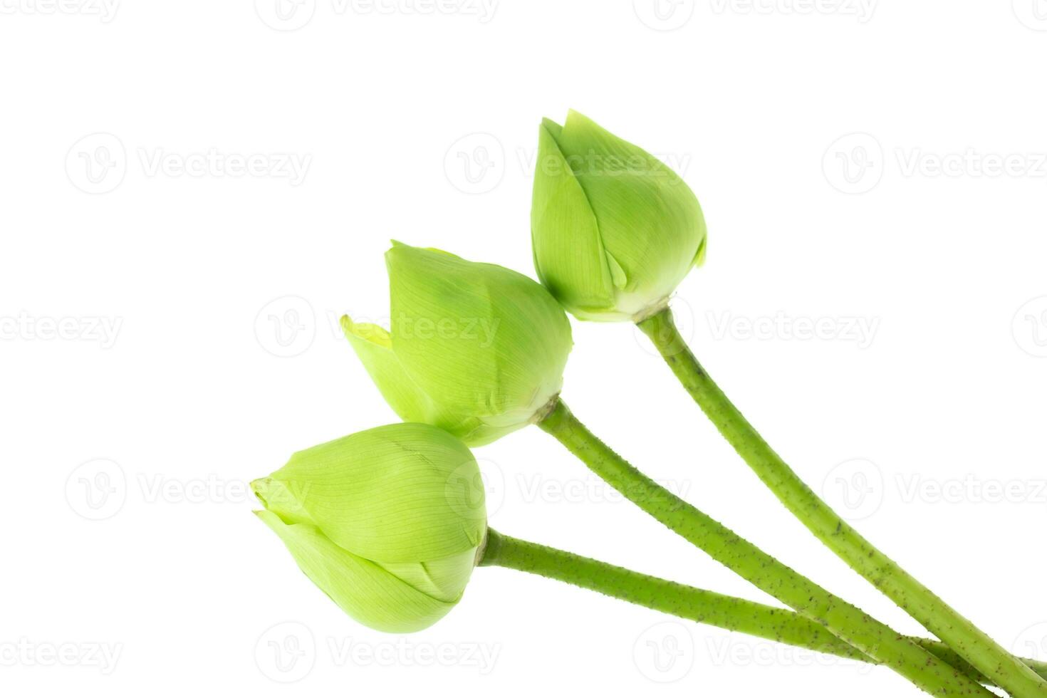 flor de lótus verde fresca em fundo branco foto