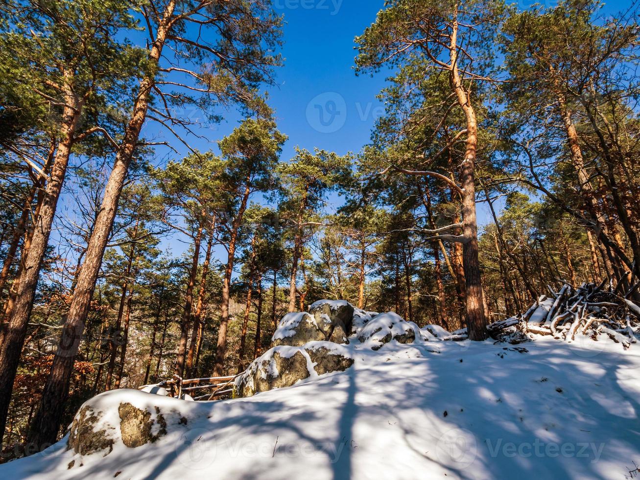 floresta de inverno nas montanhas vosges, frança foto