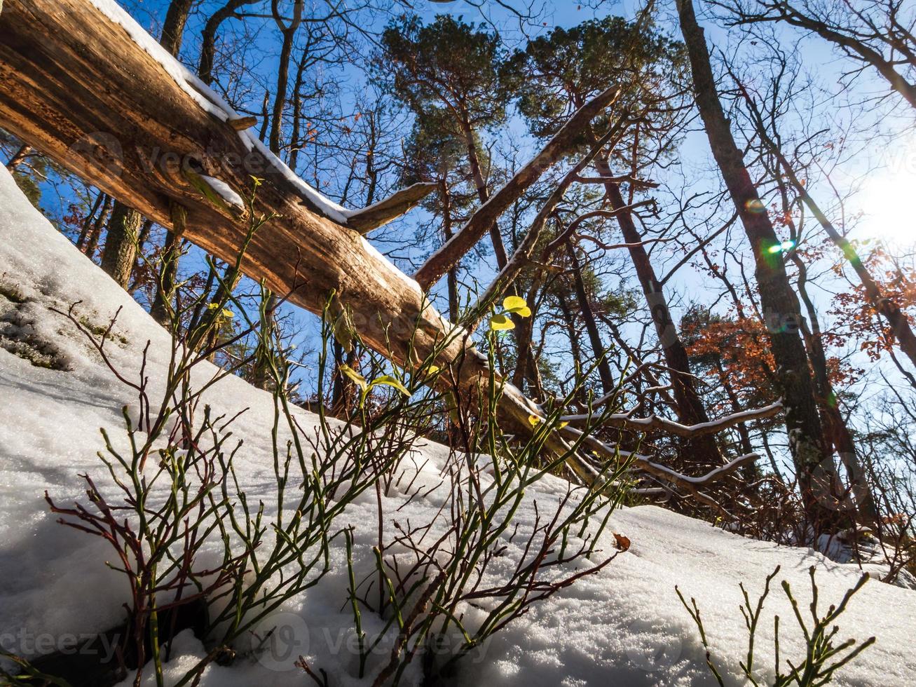 floresta de inverno nas montanhas vosges, frança foto