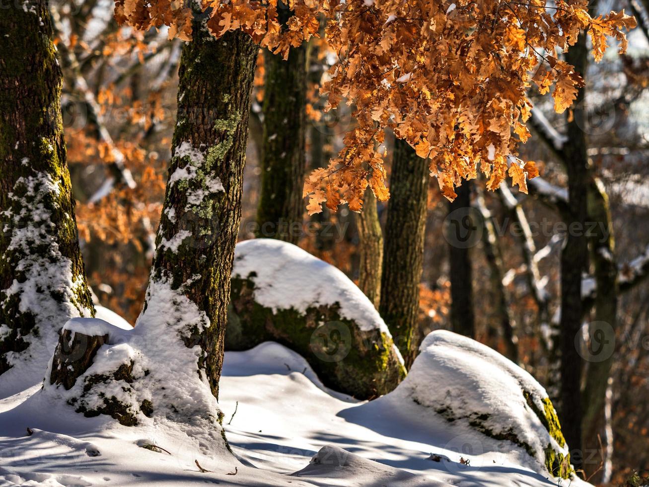 floresta de inverno nas montanhas vosges, frança foto