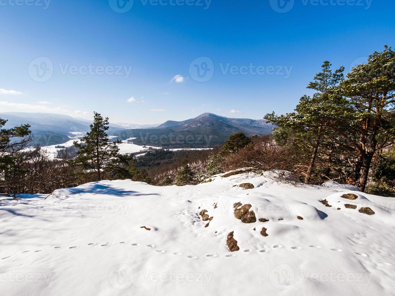 floresta de inverno nas montanhas vosges, frança foto