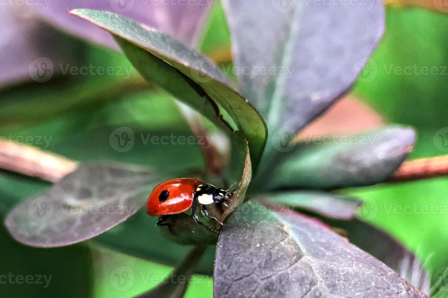 joaninha vermelha nas folhas da planta. macrofotografia. foto