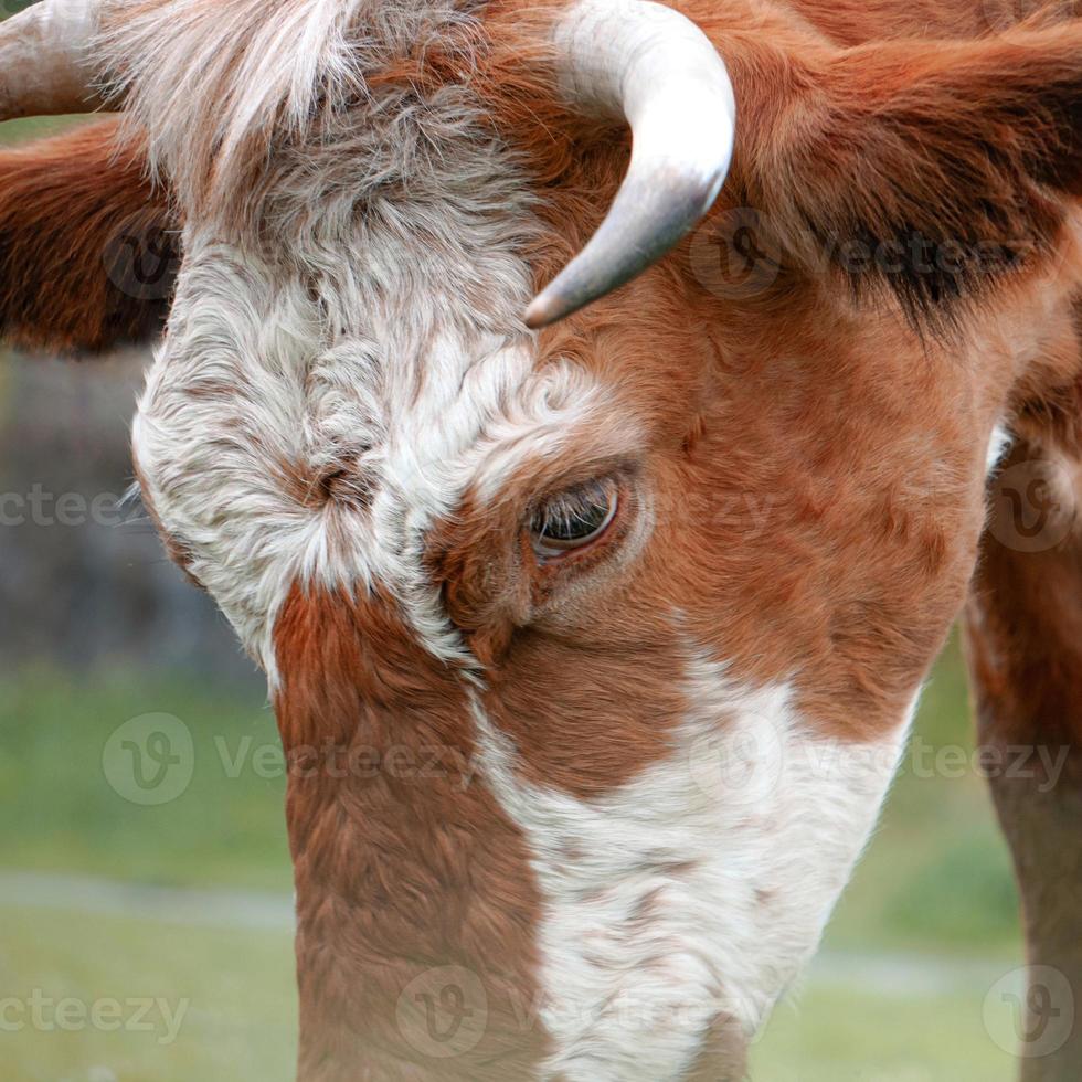 lindo retrato de vaca marrom no prado foto