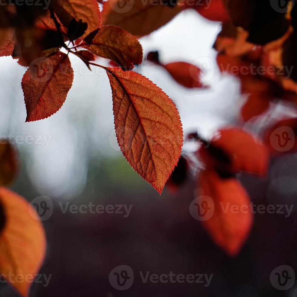 folhas vermelhas da árvore na natureza na temporada de outono fundo vermelho foto