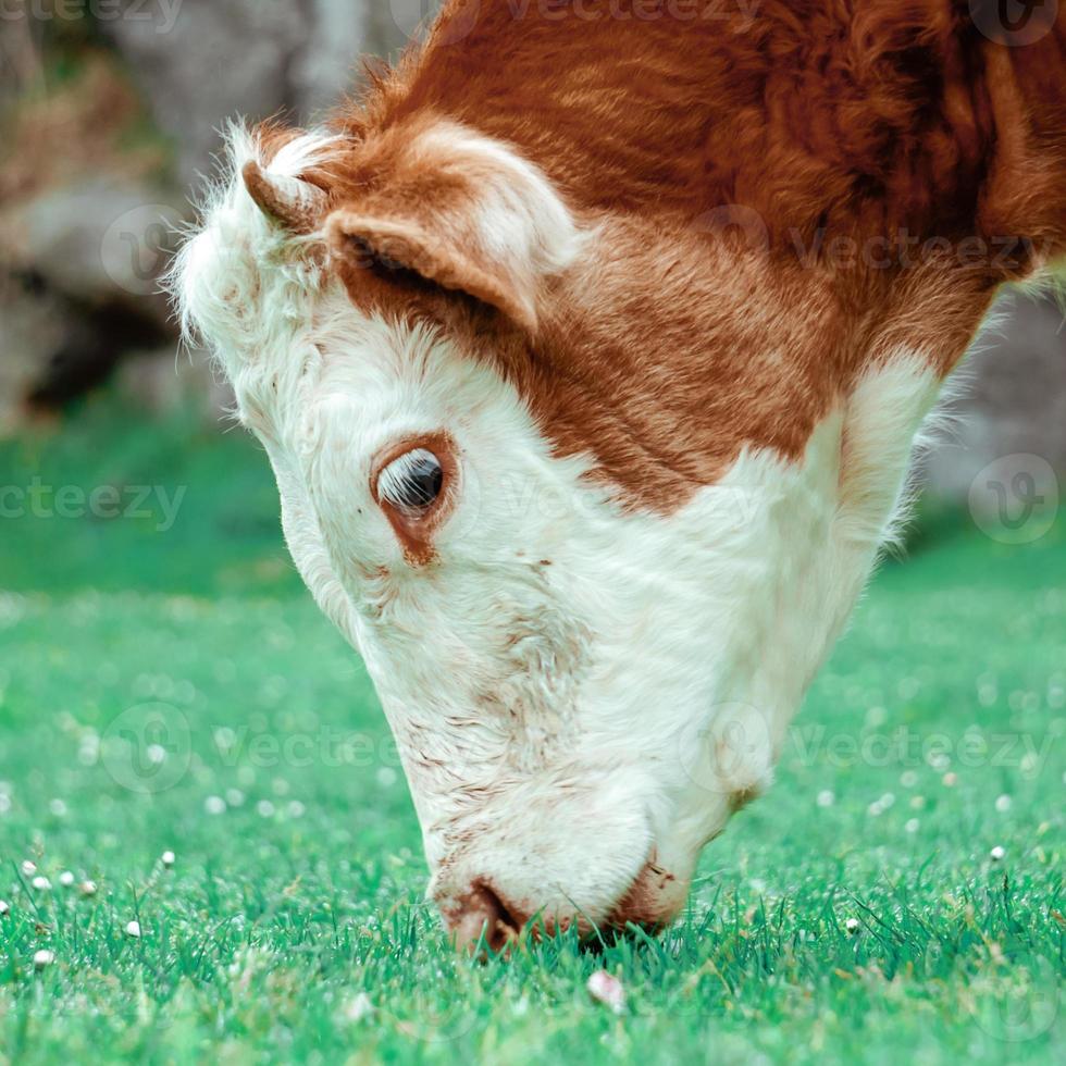 lindo retrato de vaca marrom no prado foto