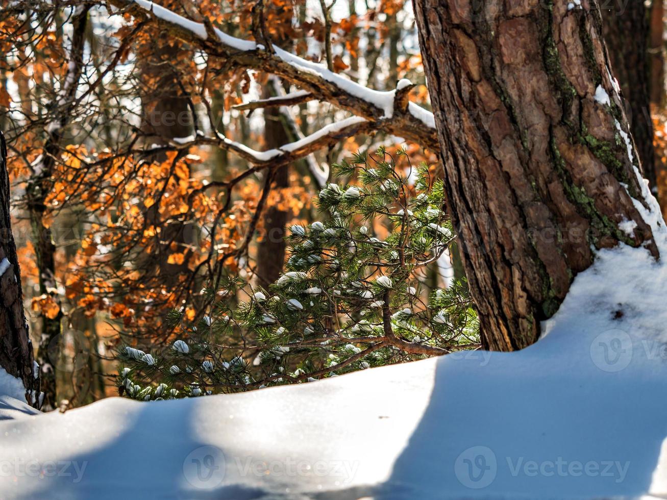 floresta de inverno nas montanhas vosges, frança foto