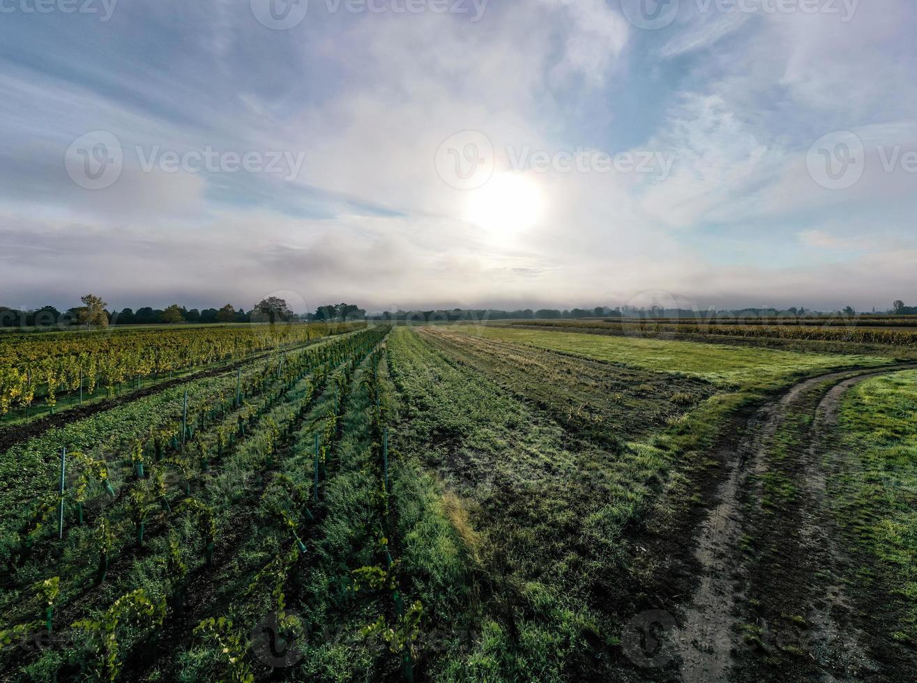 vinhas no sopé de vosges, frança foto