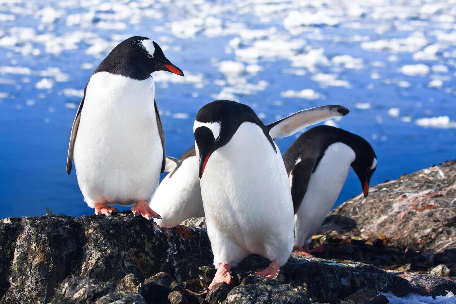 pinguins na Antártica foto