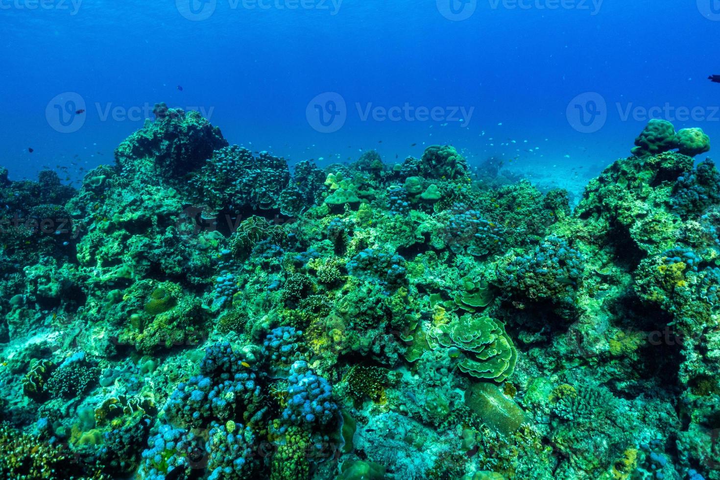 cena subaquática com recifes de coral e peixes. foto