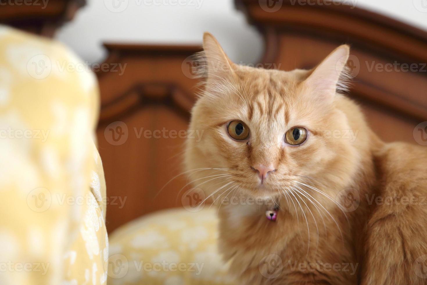 gato maine coon foto