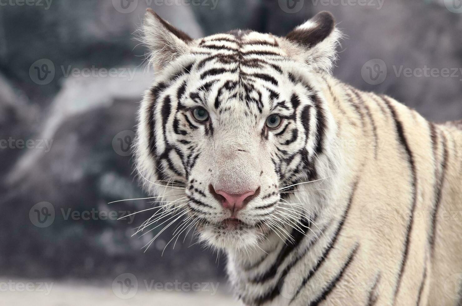 branco Bengala tigre face foto