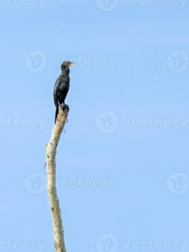 pequeno Corvo-marinho ou microcarbo Níger pássaros foto