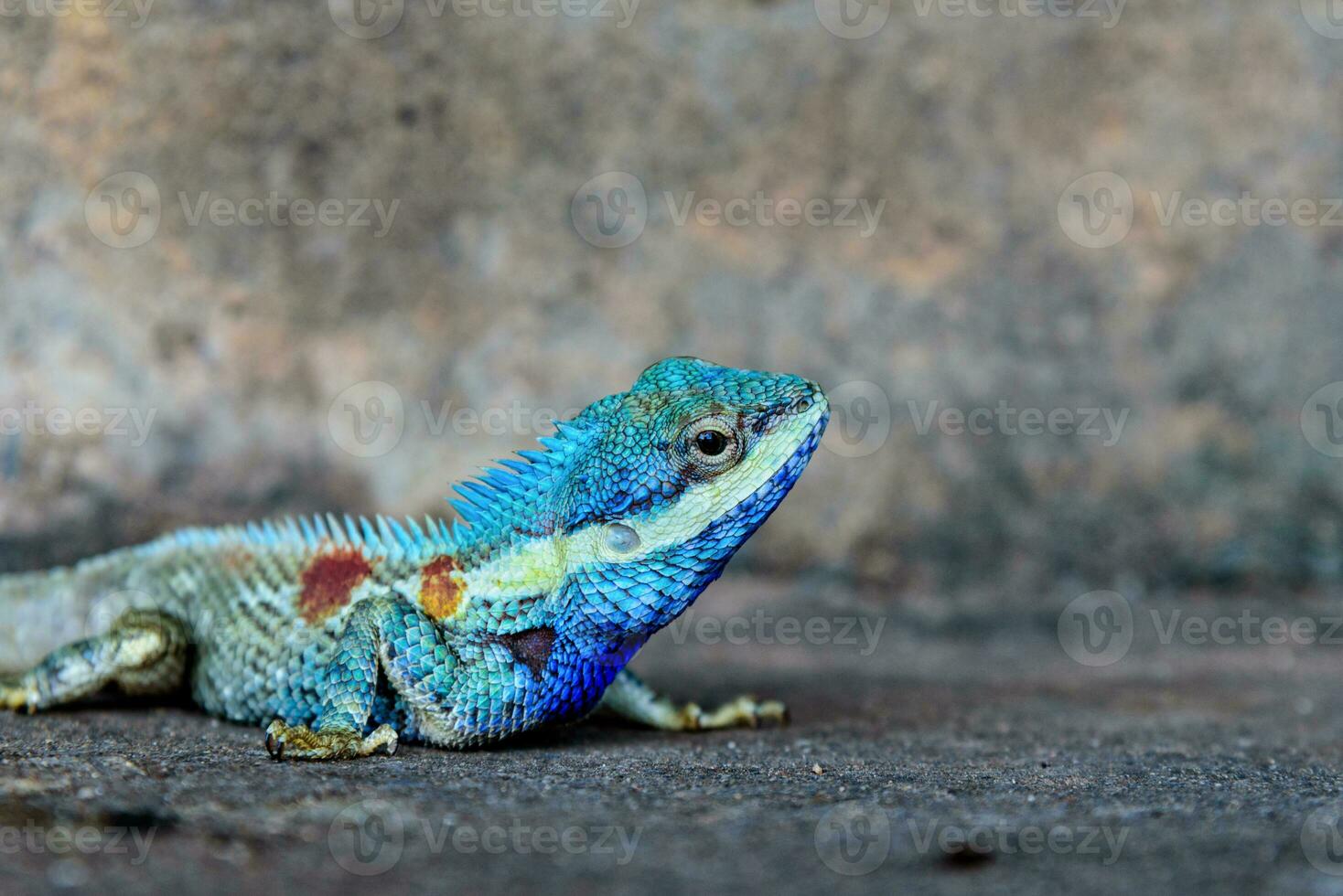 fechar acima azul camaleão foto