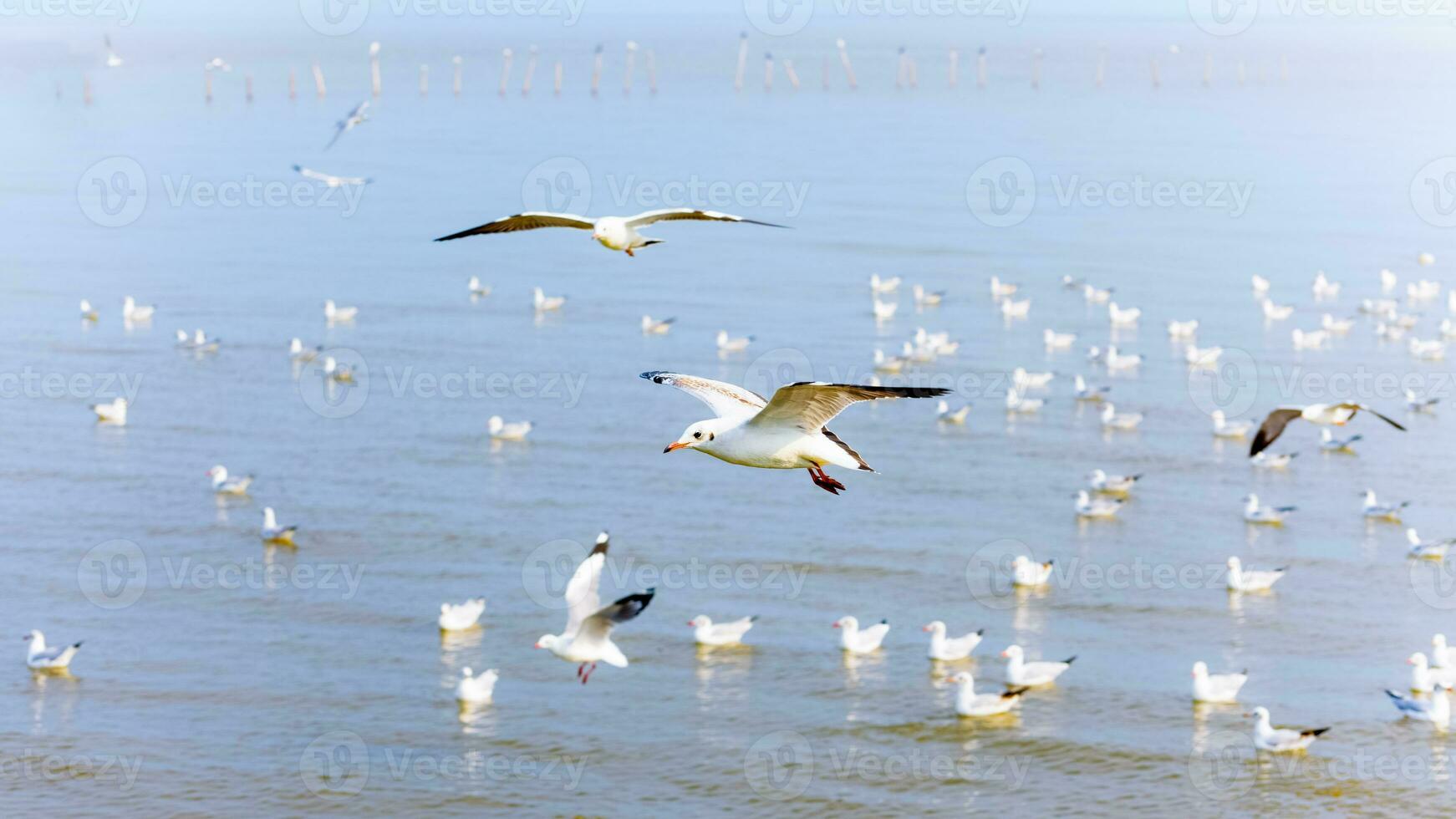 rebanho do gaivotas às bangpu lazer Centro foto