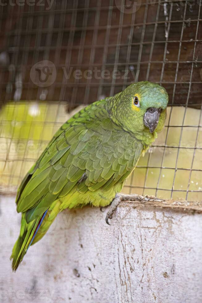 adulto turquesa frontal papagaio resgatado recuperando para livre reintrodução foto