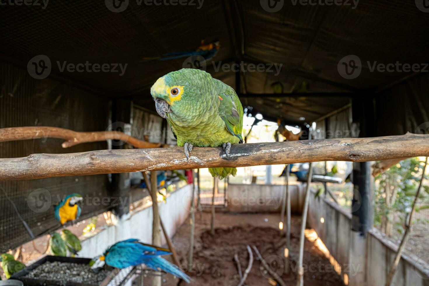 turquesa frontal papagaio resgatado recuperando para livre reintrodução foto