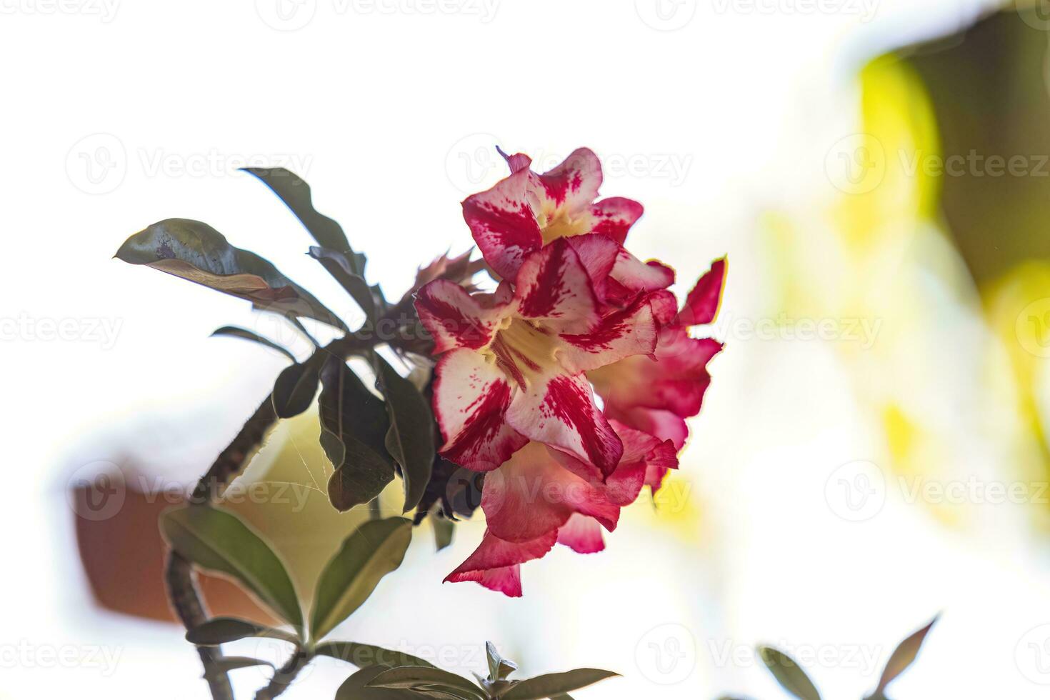 planta rosa do deserto foto