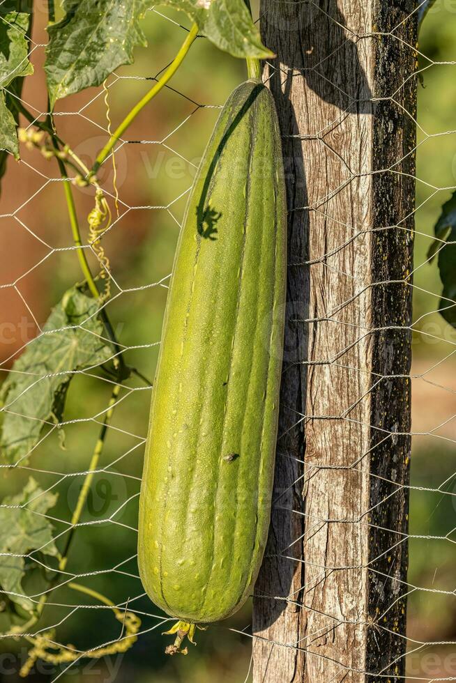 esponja cabaça plantar fruta foto