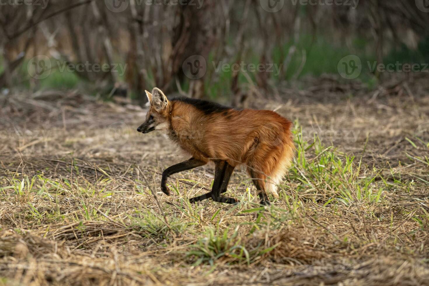 animal guarnecido Lobo foto