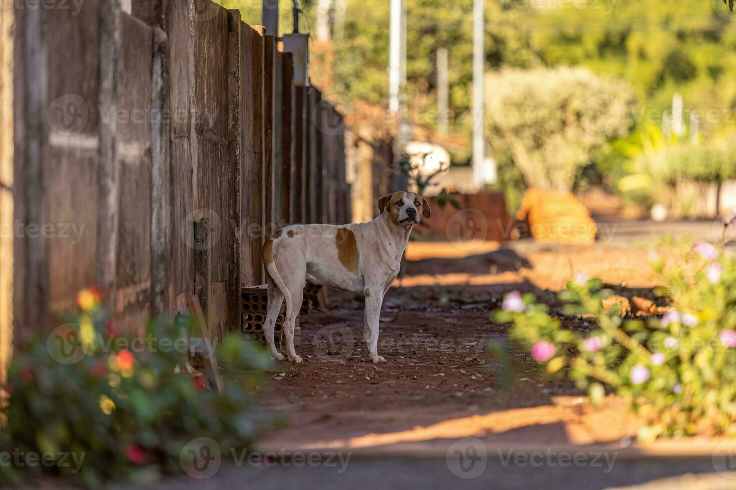 animal mamífero cachorro dentro a rua foto