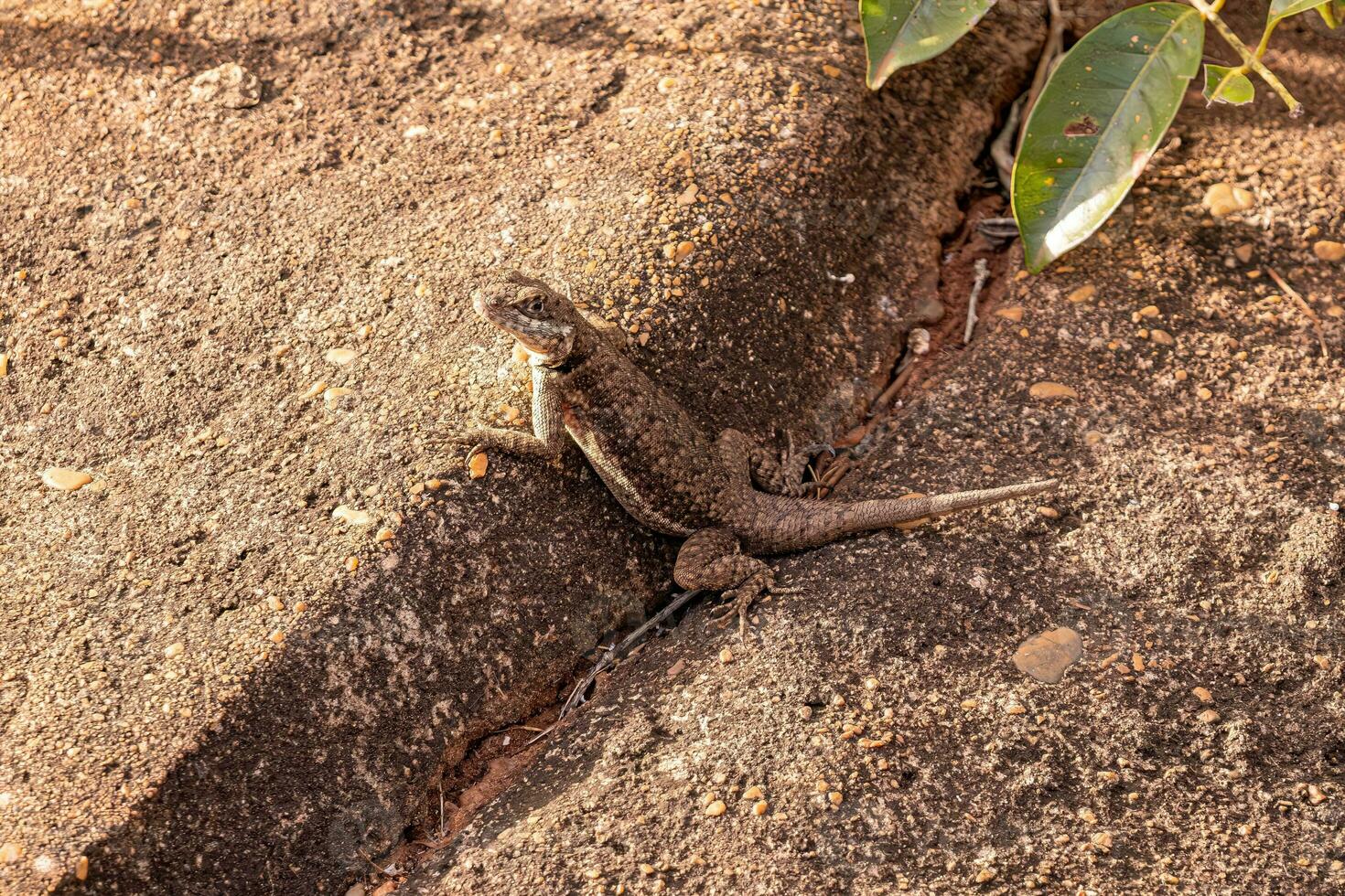 pequeno lagarto terrestre foto