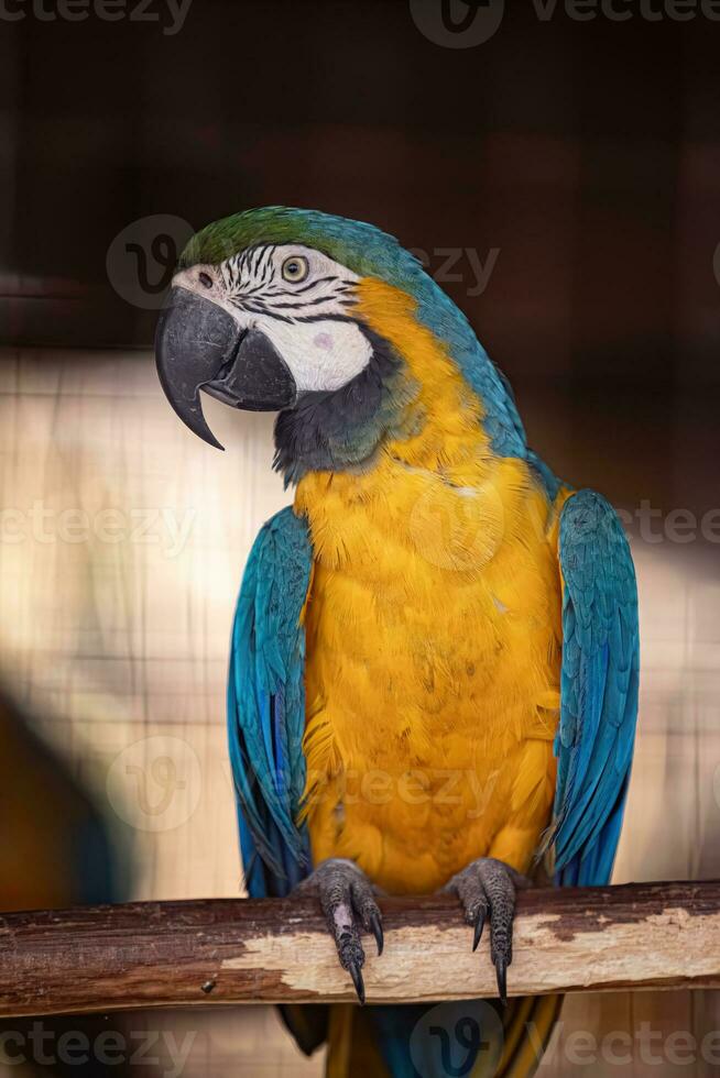 adulto azul e amarelo arara resgatado recuperando para livre reintrodução foto